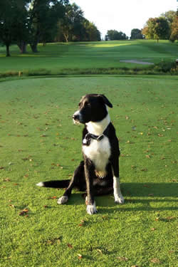 bogey